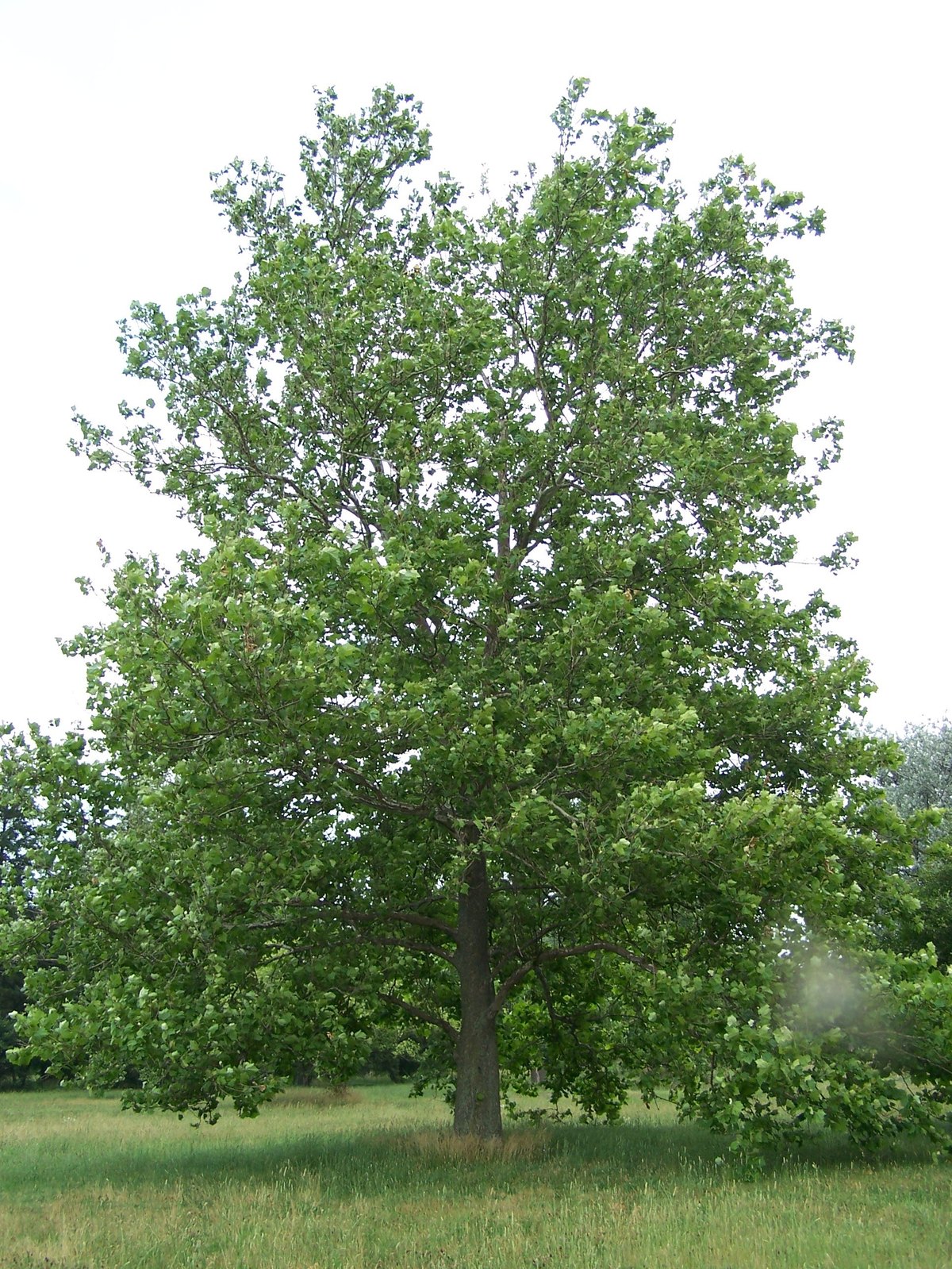 Platan american (Platanus occidentalis)