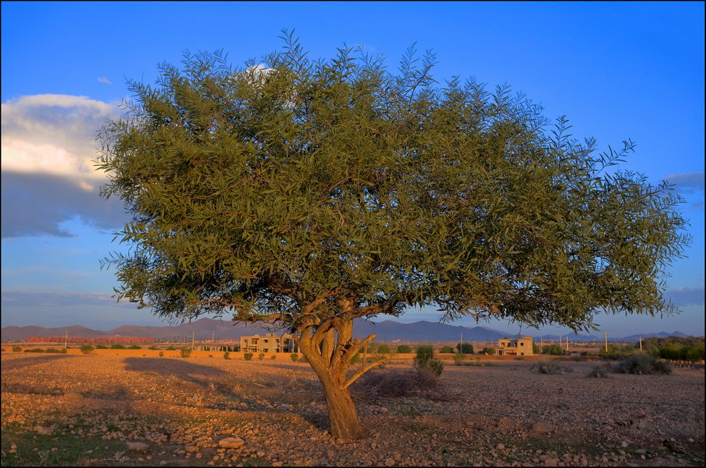 Argan (Argania spinosa)