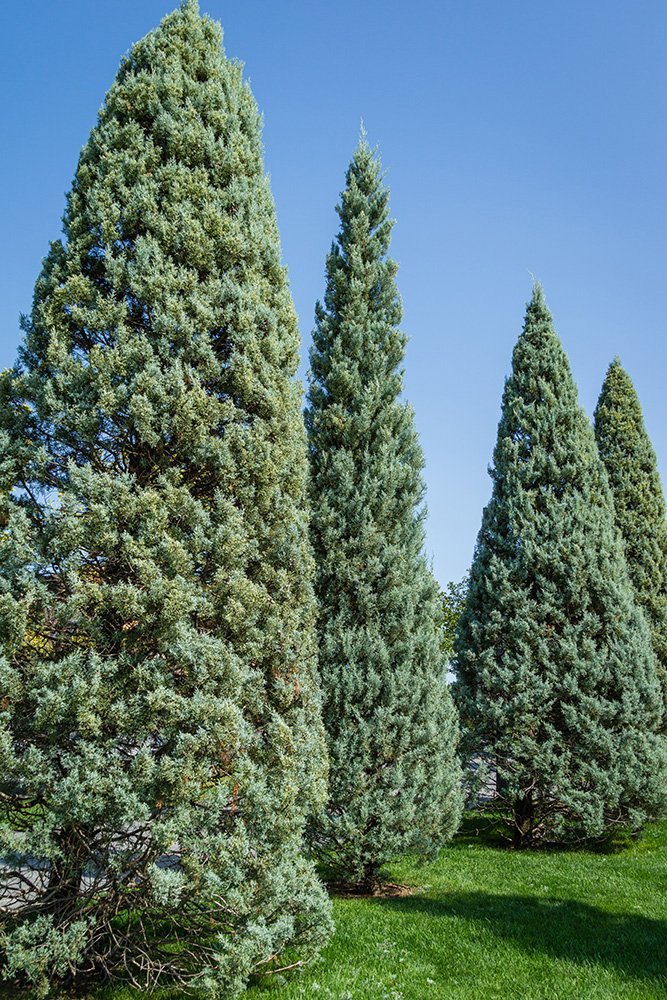 Chiparos de Arizona (Cupressus arizonica)
