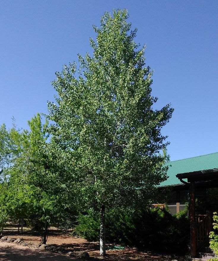 Plop tremurător (Populus tremula)