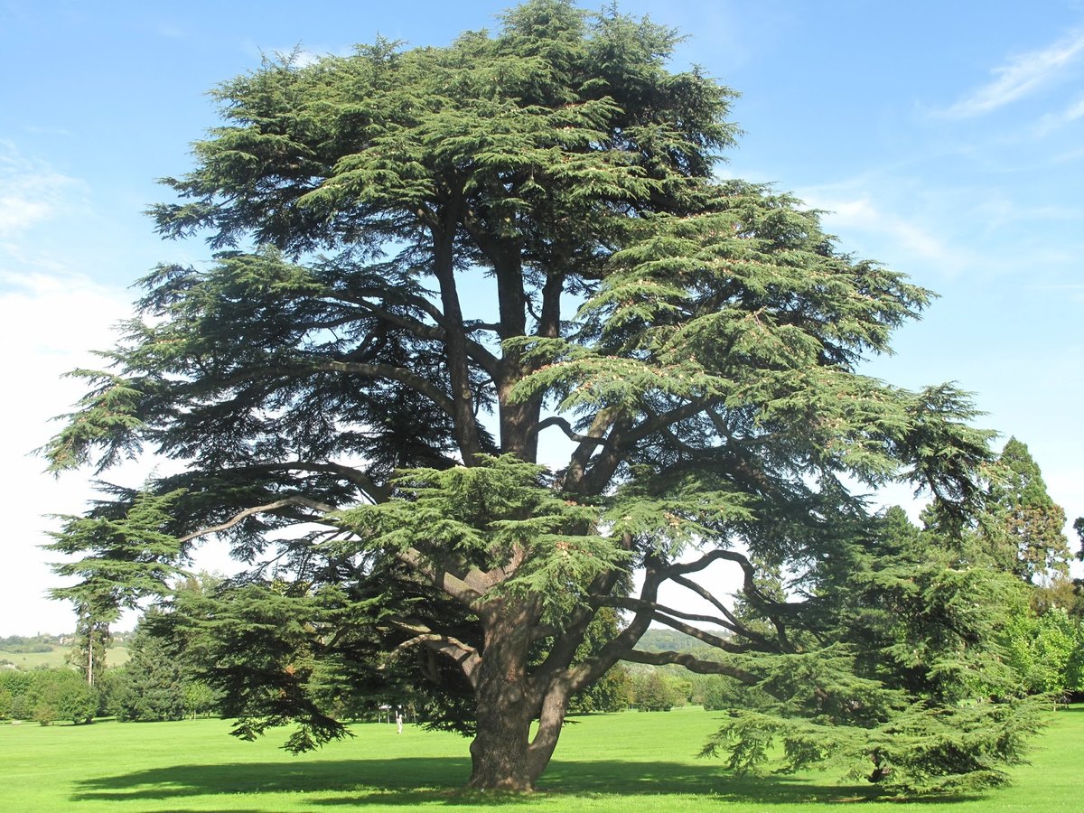 Cedru de Atlas (Cedrus atlantica)