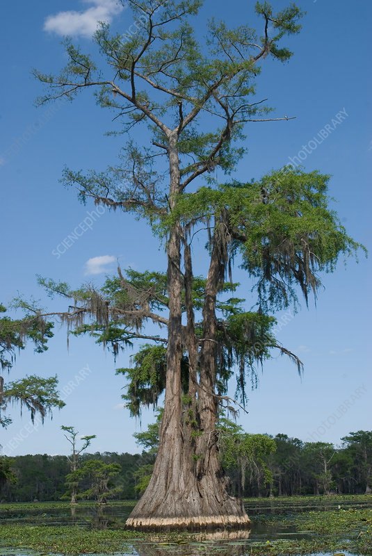 Chiparos de baltă (Taxodium distichum)