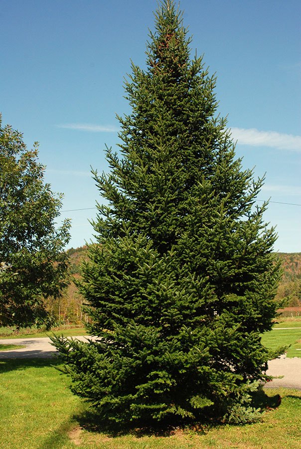 Brad balsamic (Abies balsamea)