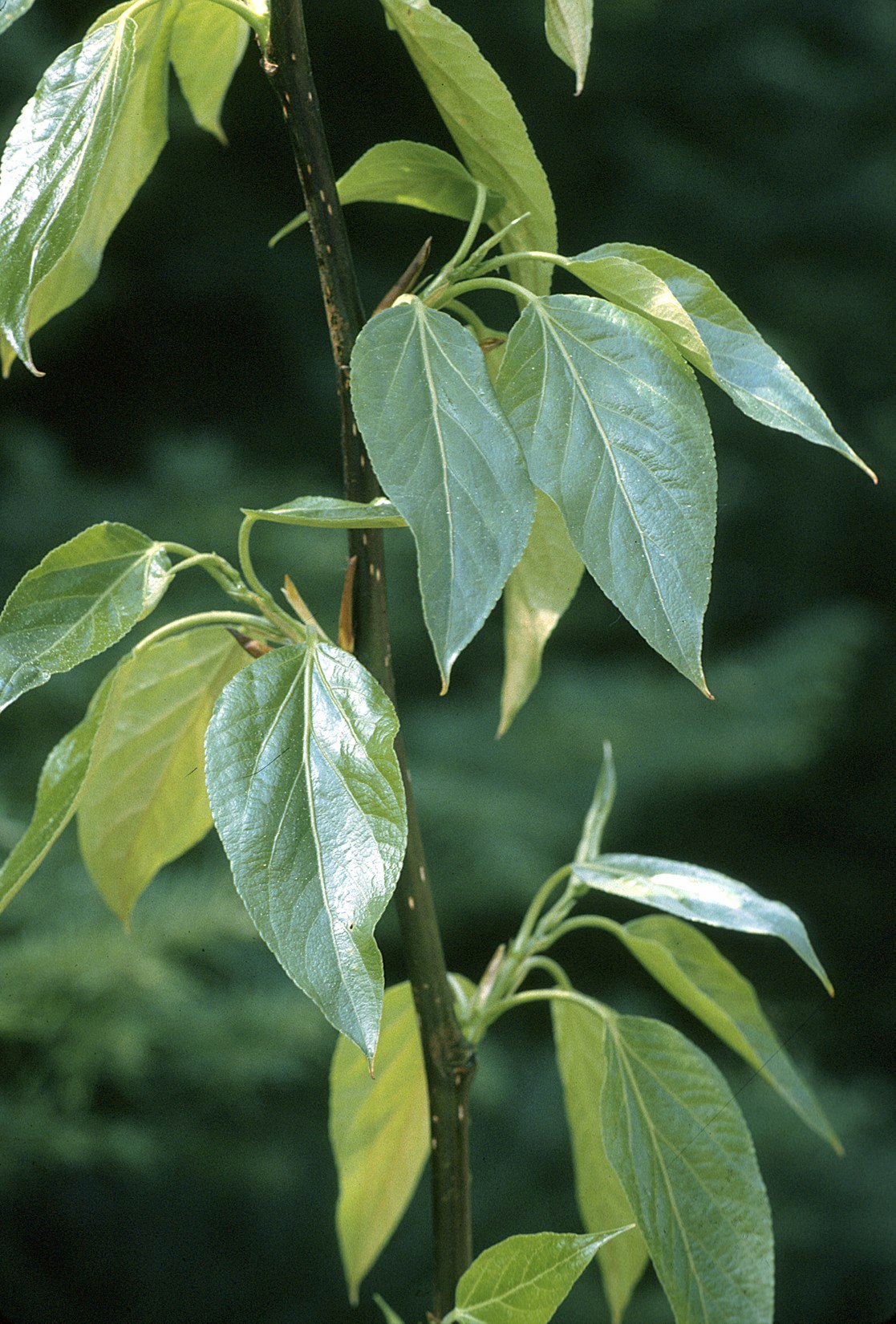 Plop balsamic (Populus balsamifera)