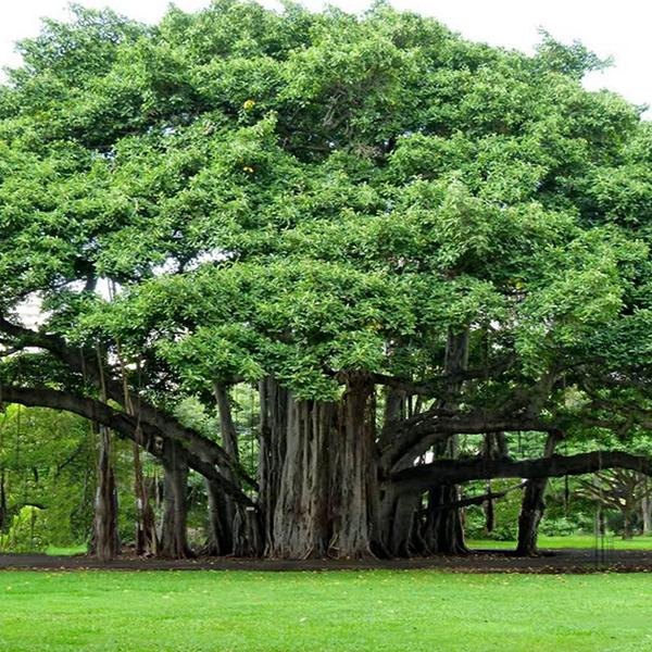Banyan (Ficus benghalensis)