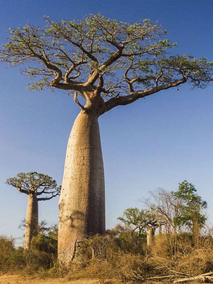 Baobab (Adansonia digitata)