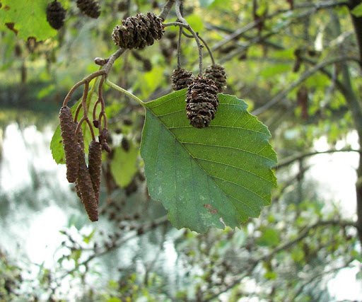Arin negru (Alnus glutinosa)