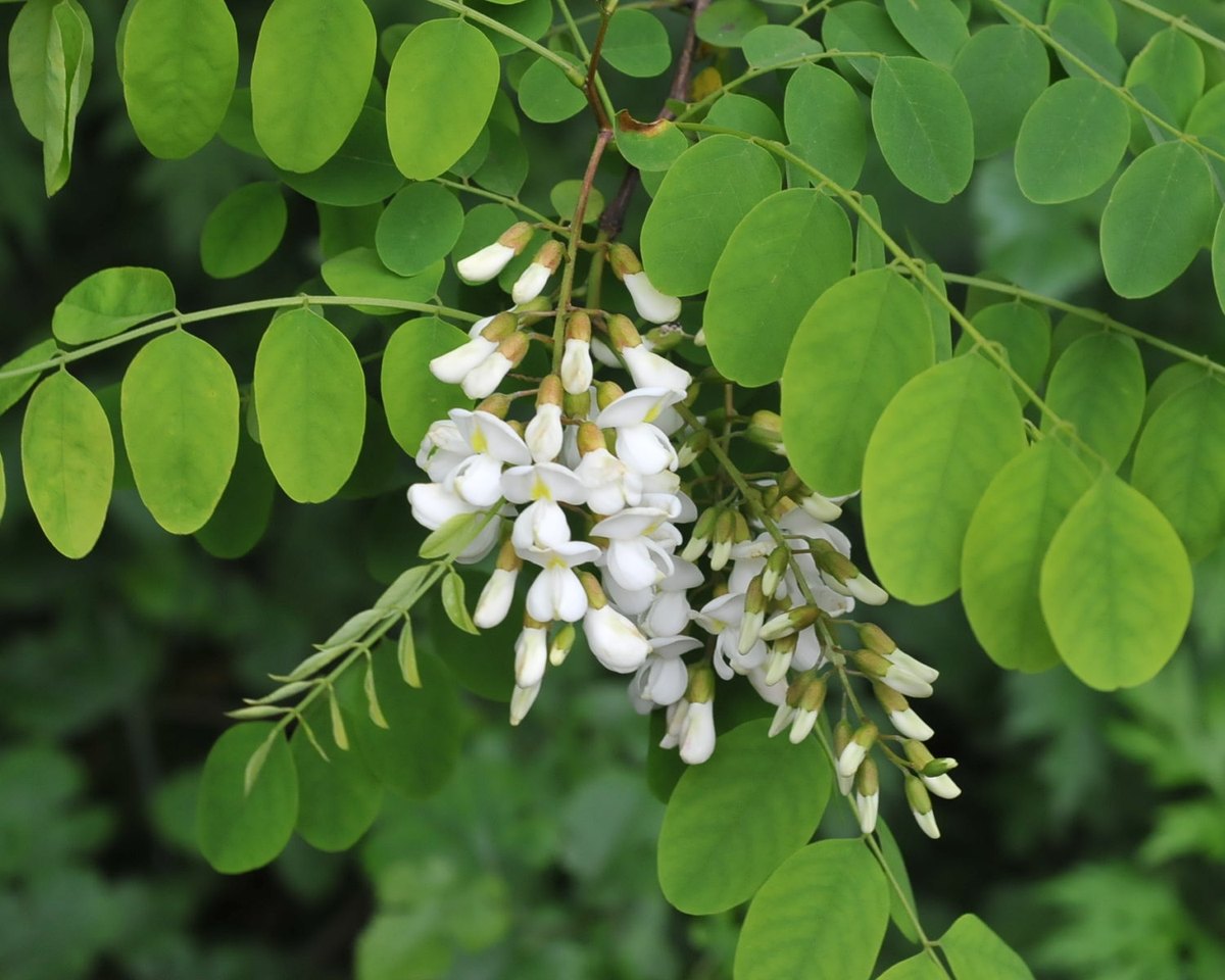 Salcâm (Robinia pseudoacacia)