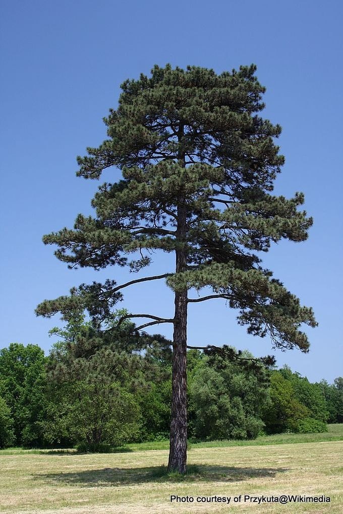 Pin negru (Pinus nigra)