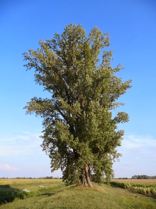 Plop negru (Populus nigra)