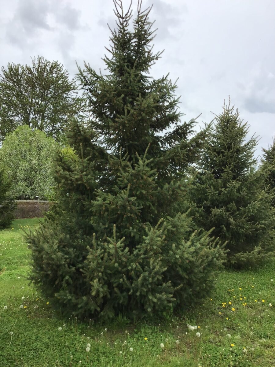 Molid negru (Picea mariana)