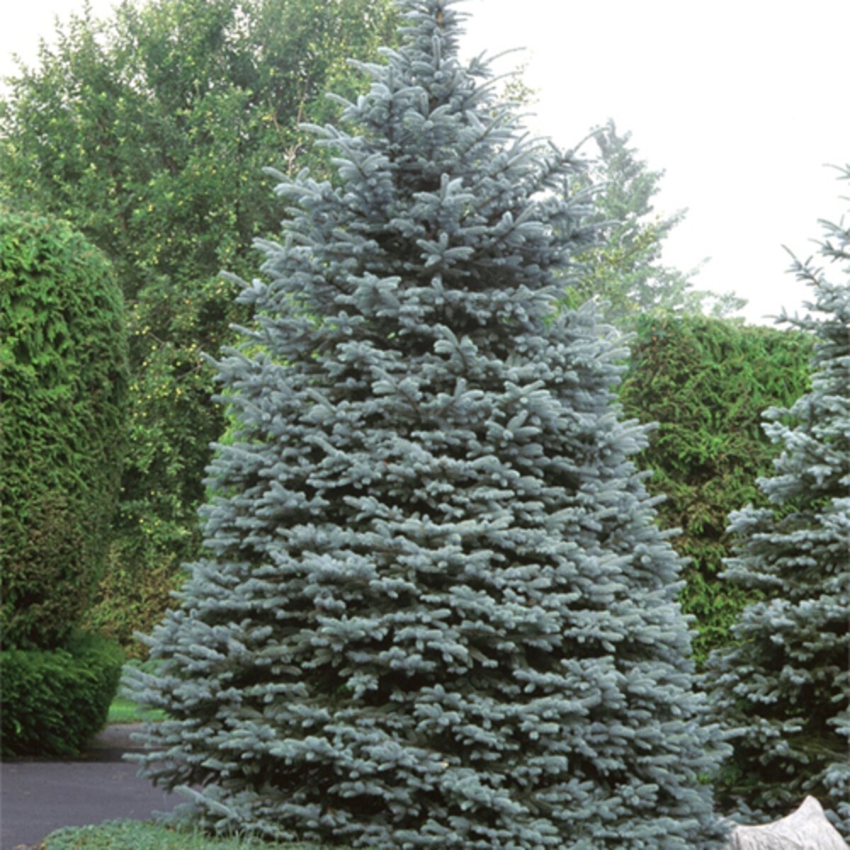 Molid albastru (Picea pungens)