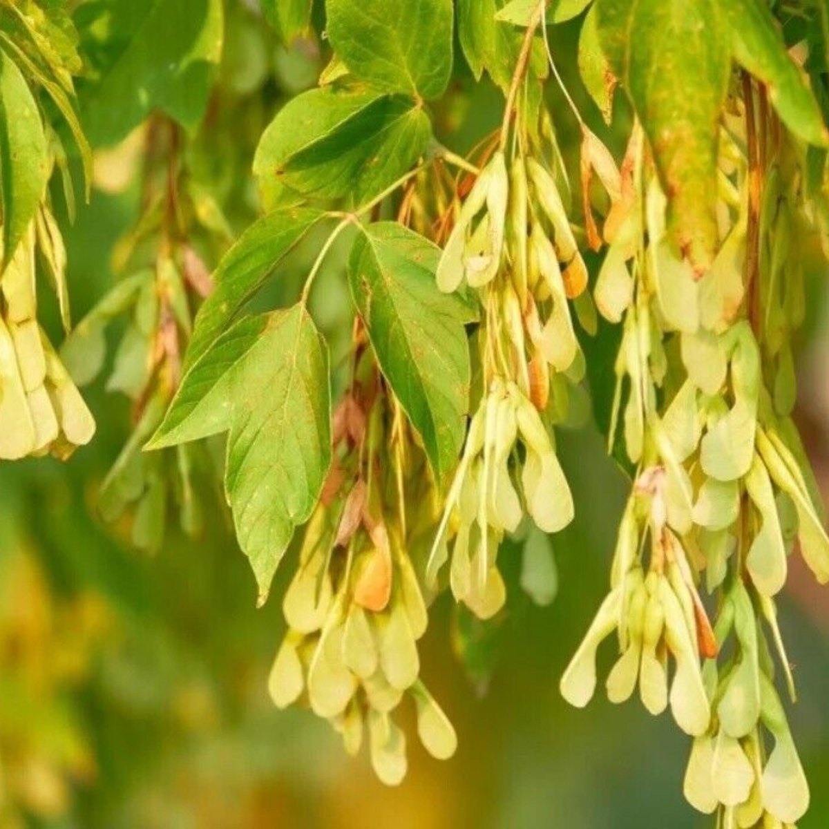 Arțar american (Acer negundo)