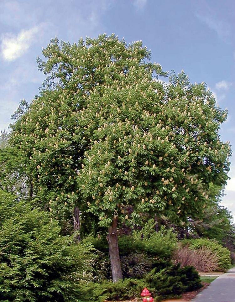 Castan american (Aesculus glabra)