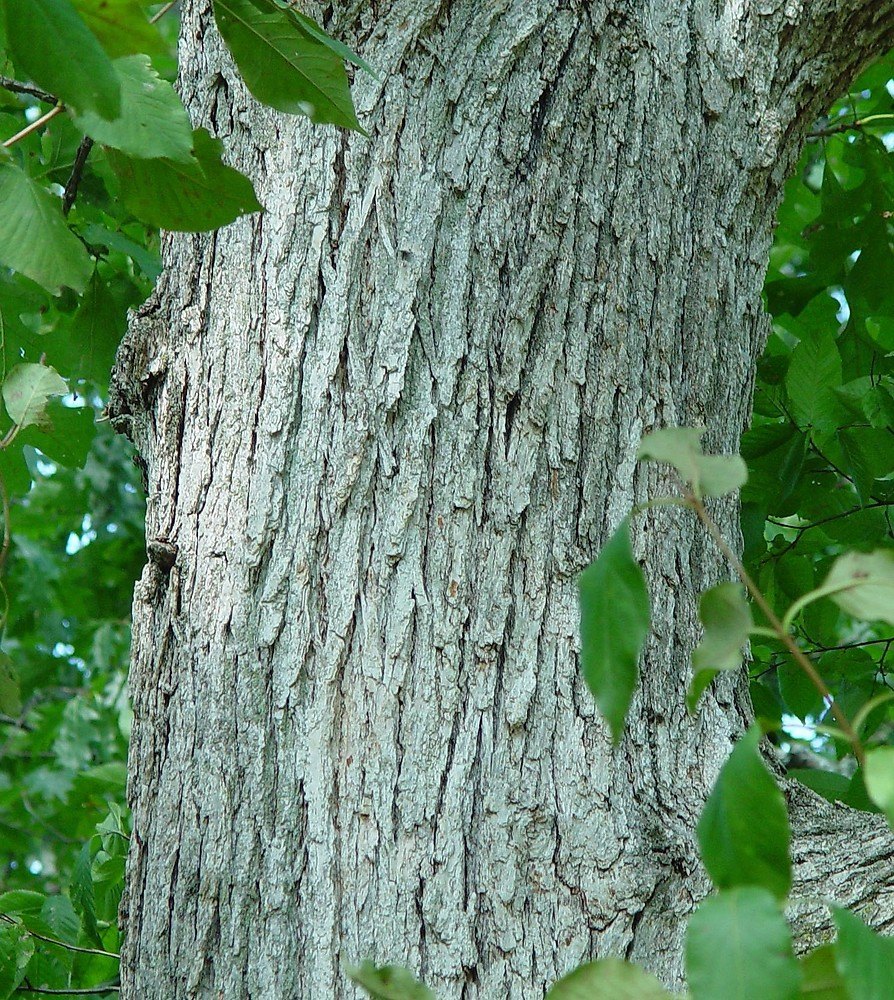 Stejar bur (Quercus macrocarpa)