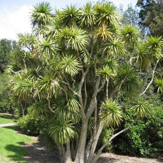 Arbore varză (Cordyline australis)