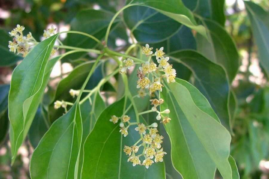 Arbore de camfor (Cinnamomum camphora)