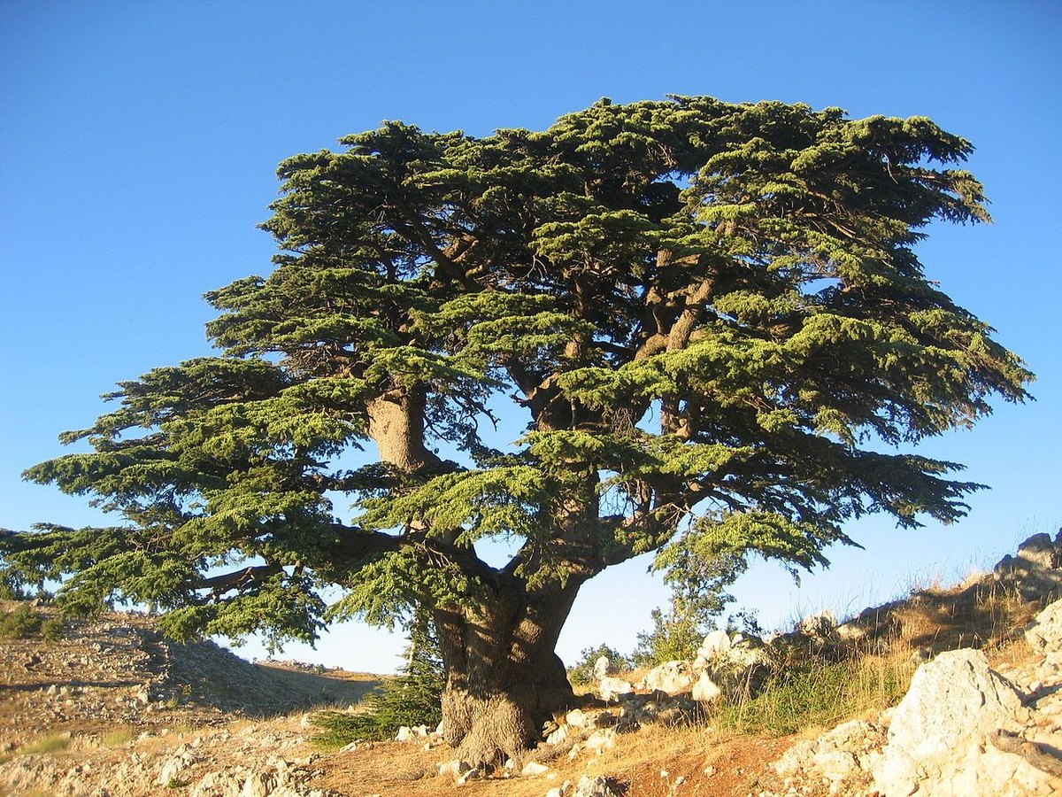 Cedru de Liban (Cedrus libani)