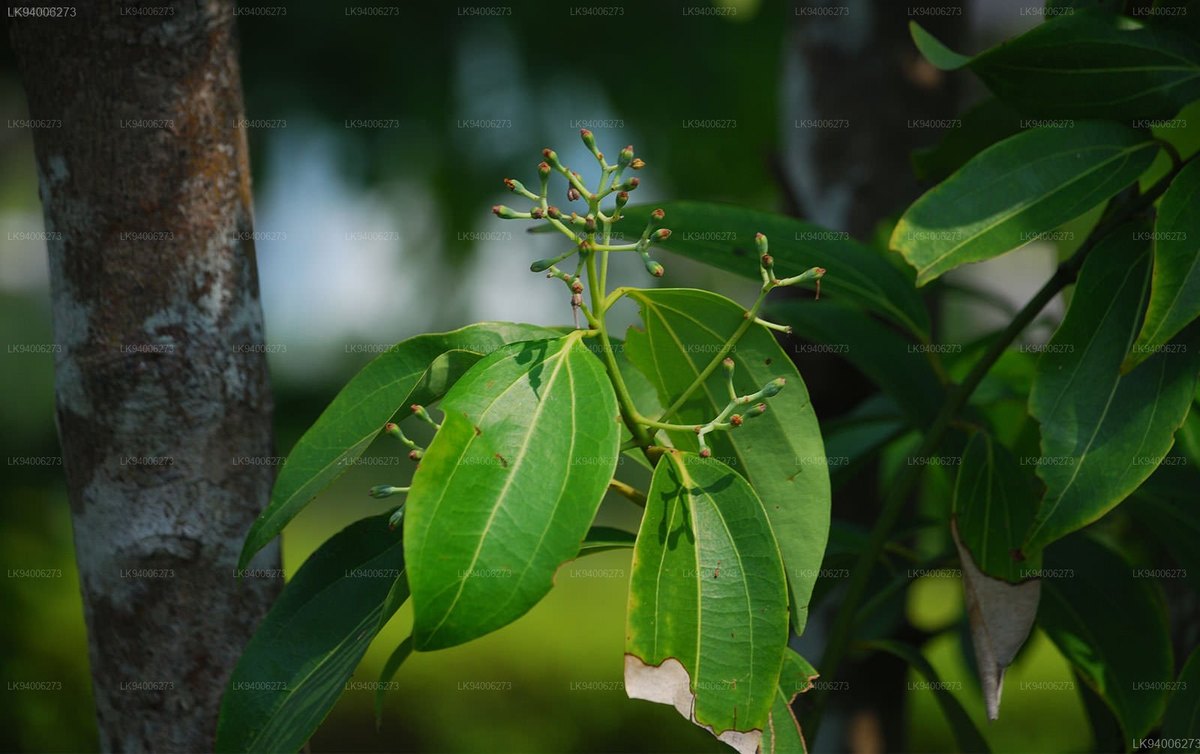 Scorțișor (Cinnamomum verum)