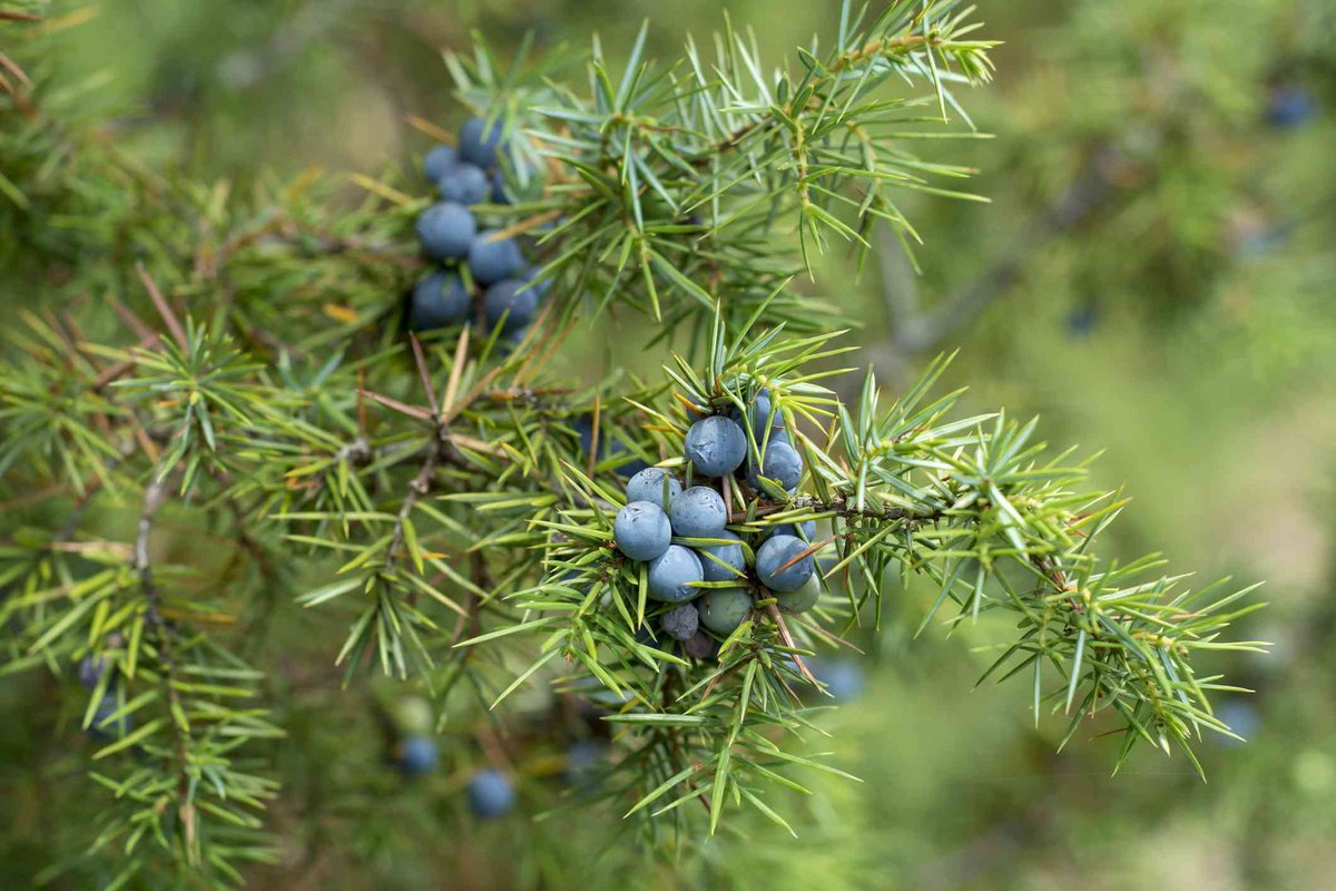 Ienupăr comun (Juniperus communis)