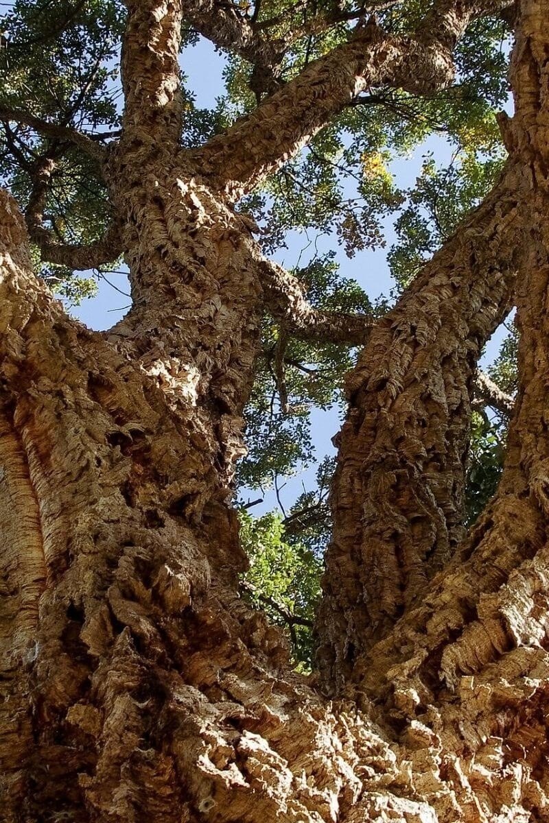 Stejar de plută (Quercus suber)