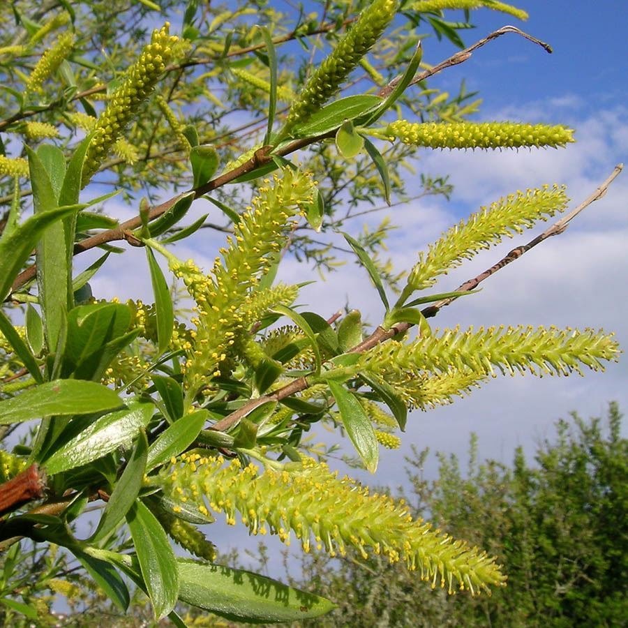 Salcie plesnitoare (Salix fragilis)