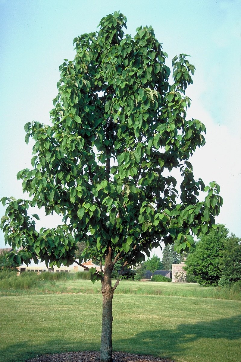 Magnolie castravete (Magnolia acuminata)
