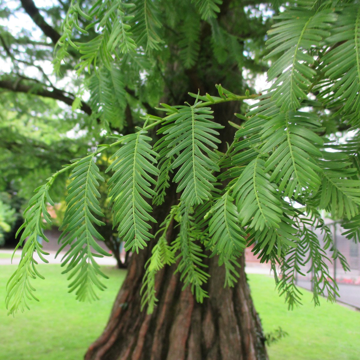 Metasequoia (Metasequoia glyptostroboides)