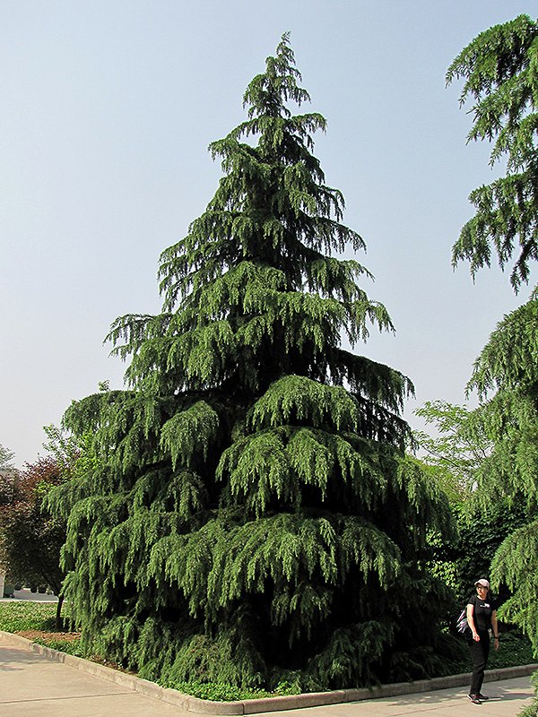 Cedru himalayan (Cedrus deodara)