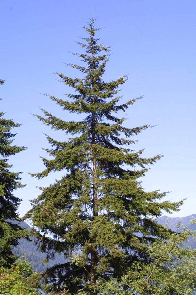 Brad Douglas (Pseudotsuga menziesii)