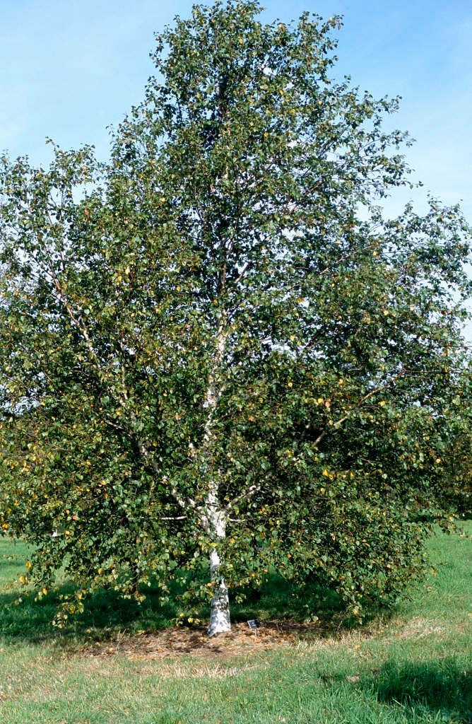 Mesteacăn pufos (Betula pubescens)