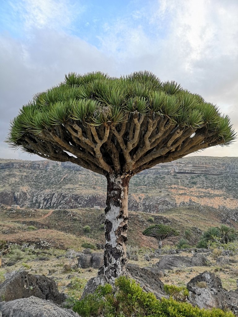 Arbore sângele dragonului (Dracaena cinnabari)