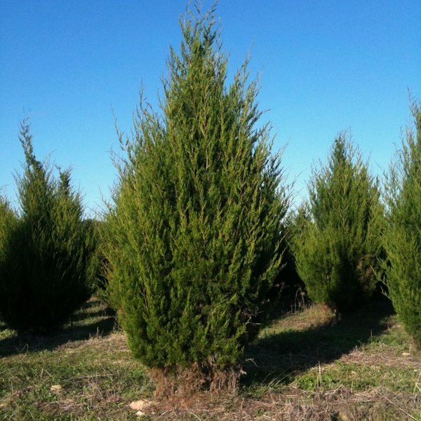 Ienupăr virginian (Juniperus virginiana)