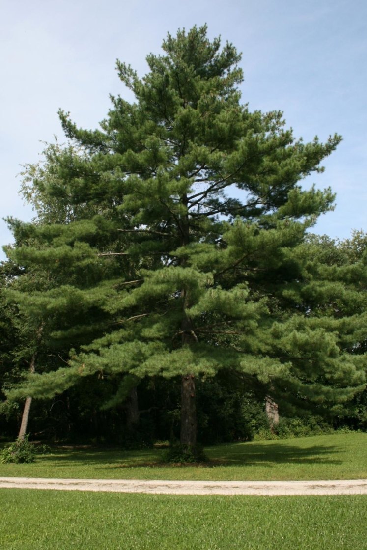 Pin alb estic (Pinus strobus)