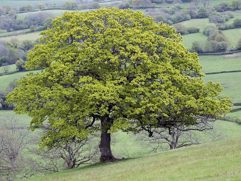 Stejar englezesc (Quercus robur)