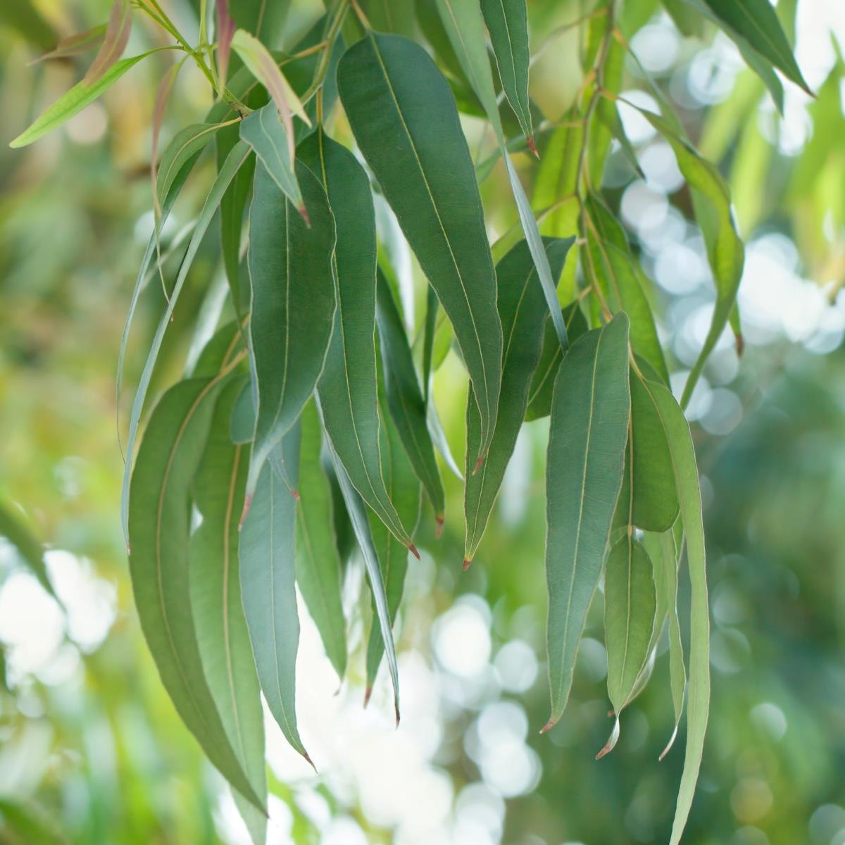 Eucalipt (Eucalyptus globulus)