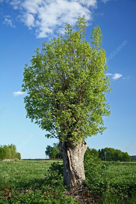 Frasin european (Fraxinus excelsior)