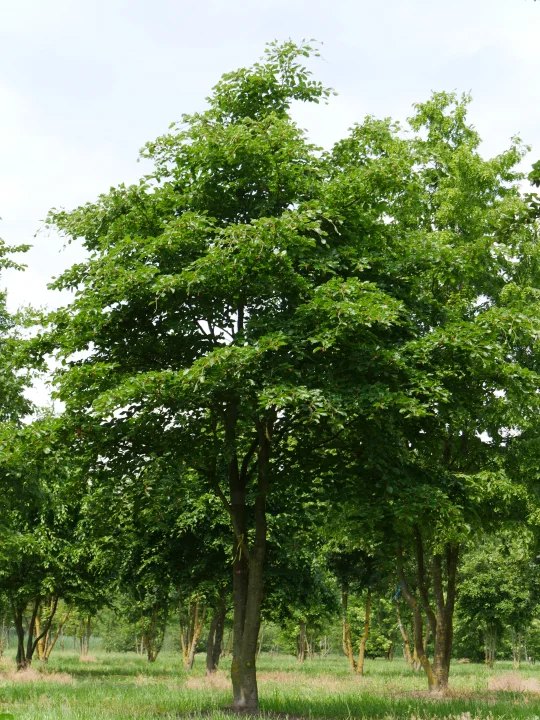 Fag european (Fagus sylvatica)