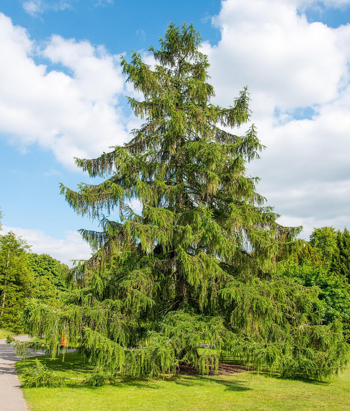 Larice european (Larix decidua)