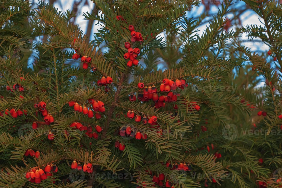 Tisă europeană (Taxus baccata)