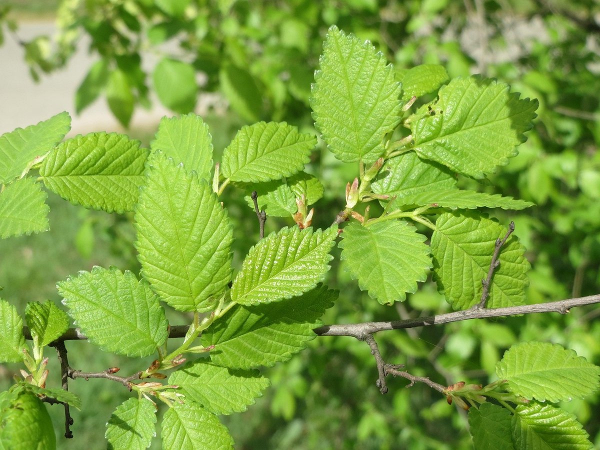 Ulm de câmp (Ulmus minor)