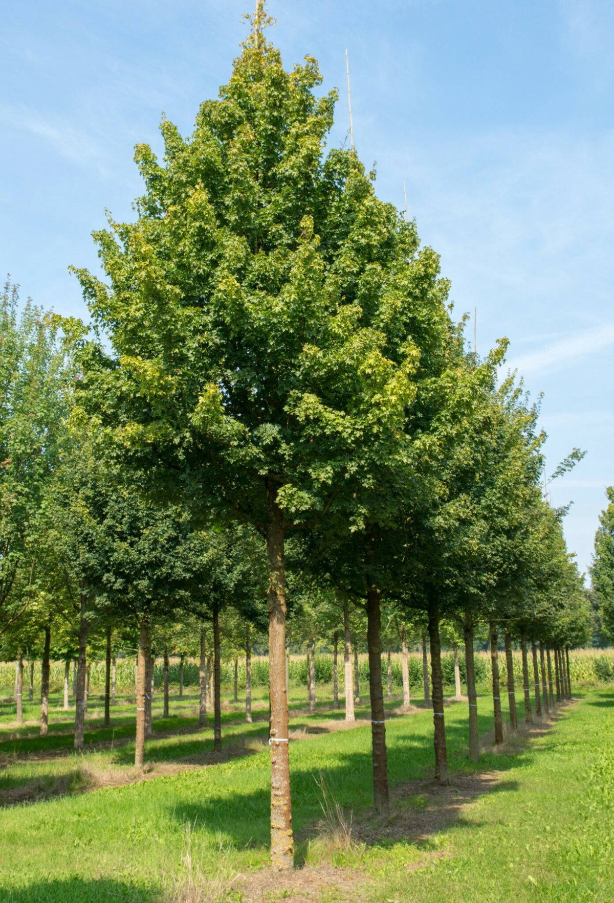 Jugastru (Acer campestre)