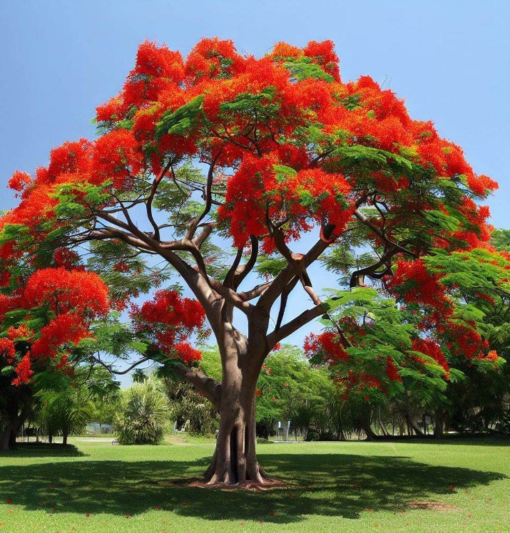 Arbore de foc (Delonix regia)