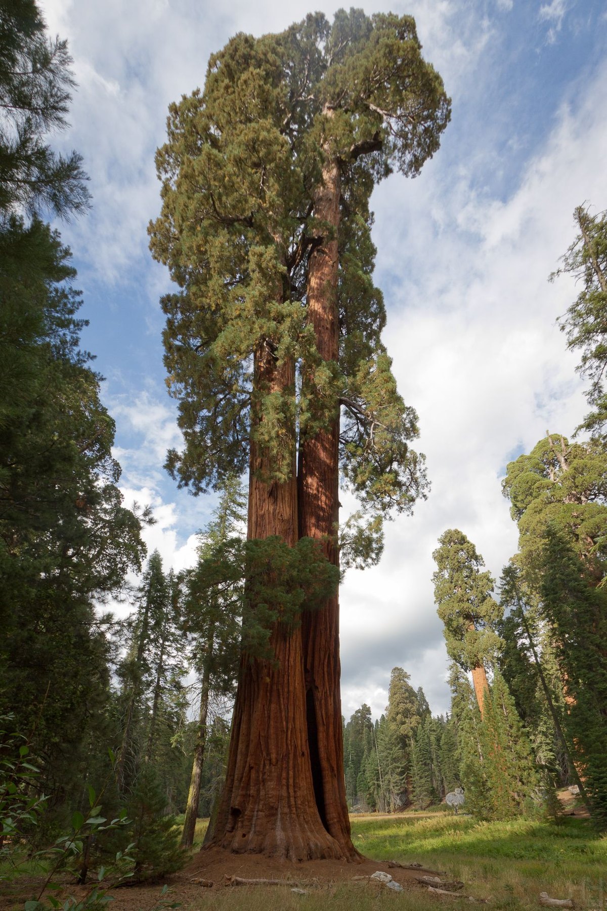 Sequoia gigantică (Sequoiadendron giganteum)