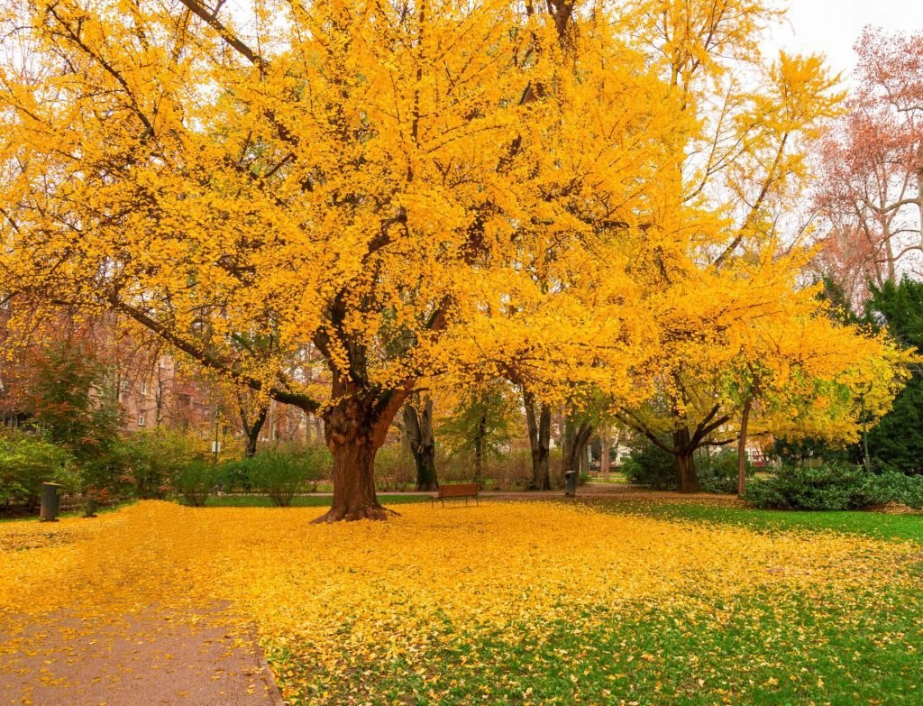 Ginkgo (Ginkgo biloba)