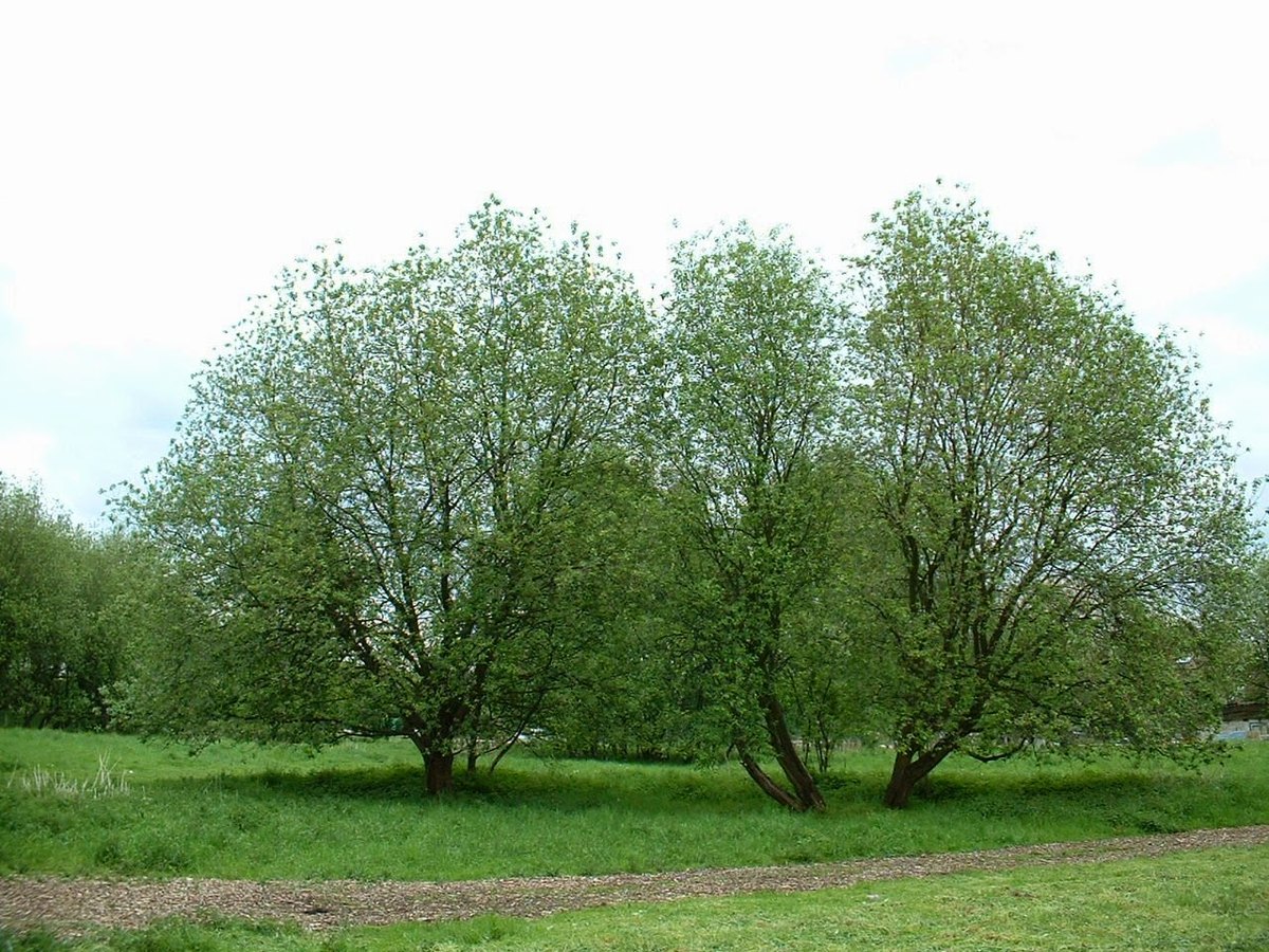 Salcie căprească (Salix caprea)