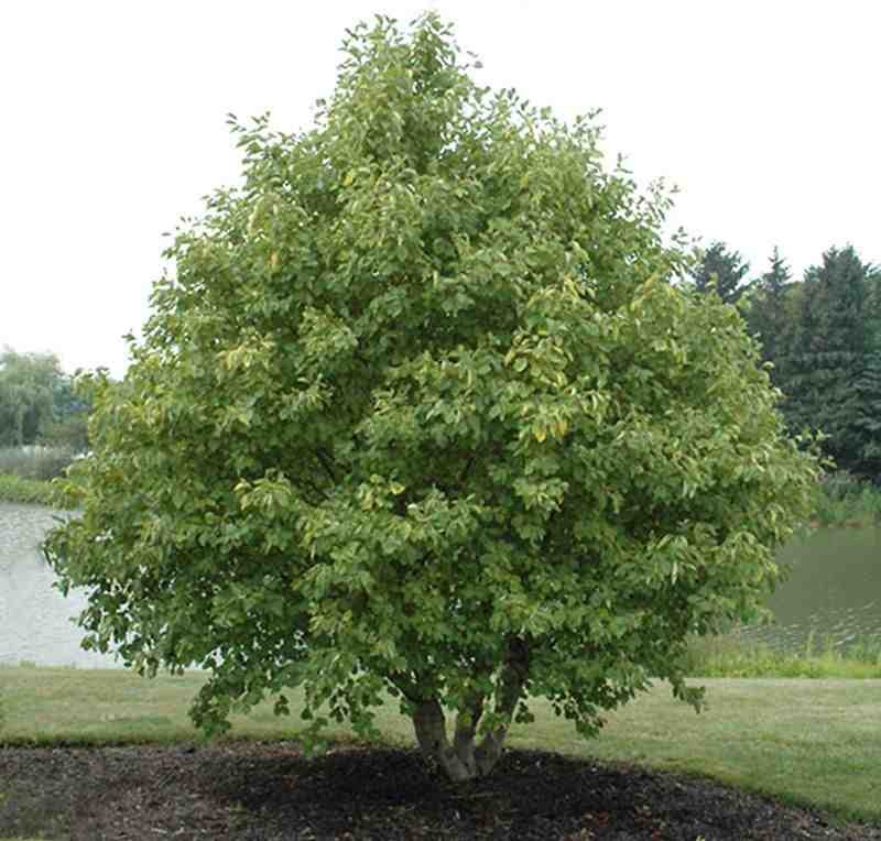 Arin cenușiu (Alnus incana)