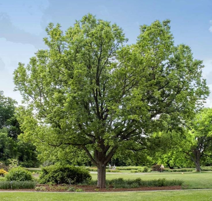 Sâmbovină (Celtis occidentalis)