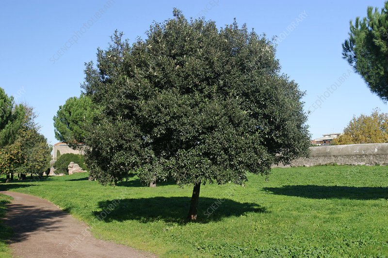 Stejar verde (Quercus ilex)