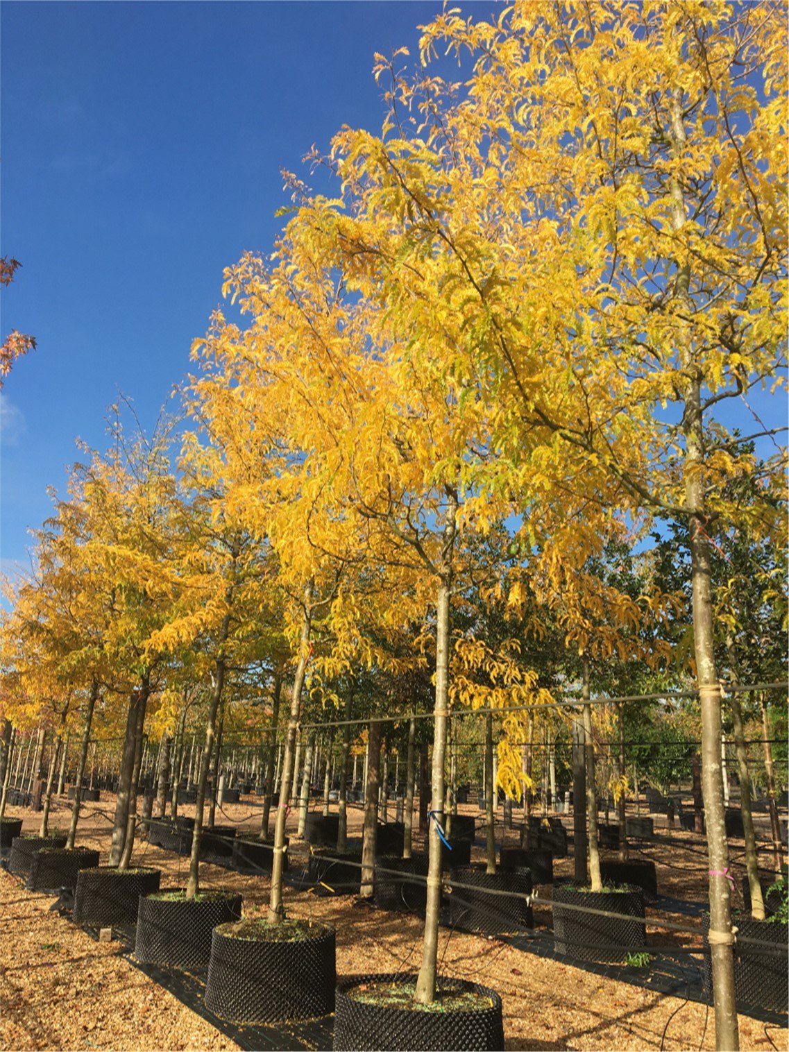 Glădiță (Gleditsia triacanthos)
